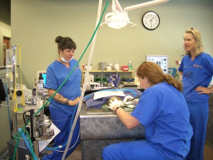 VCA Park Hill Animal Hospital