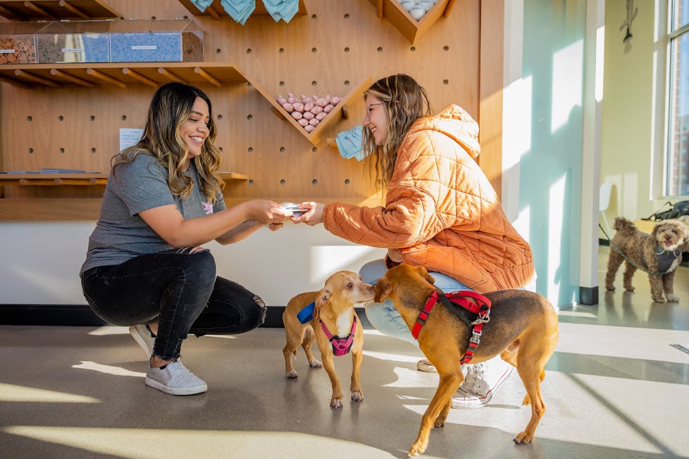Sploot Veterinary Care - 9+CO