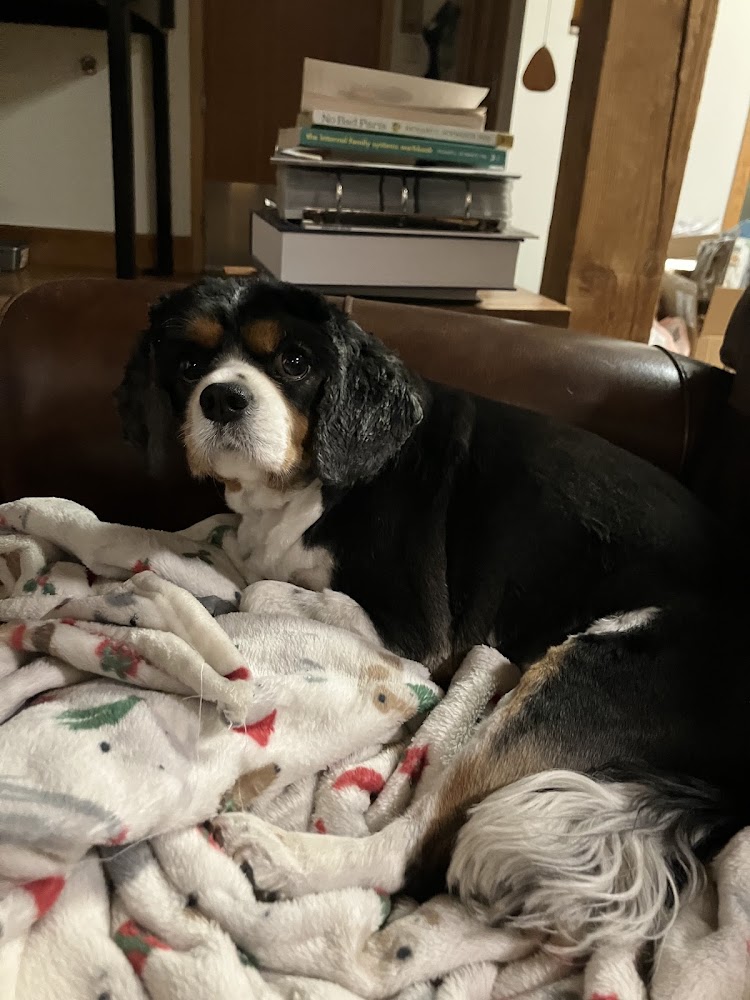 Dr Robin's Housecall Veterinary Services