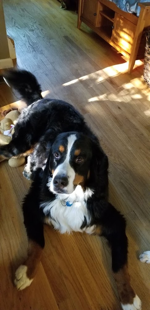 4 Paws Animal Clinic