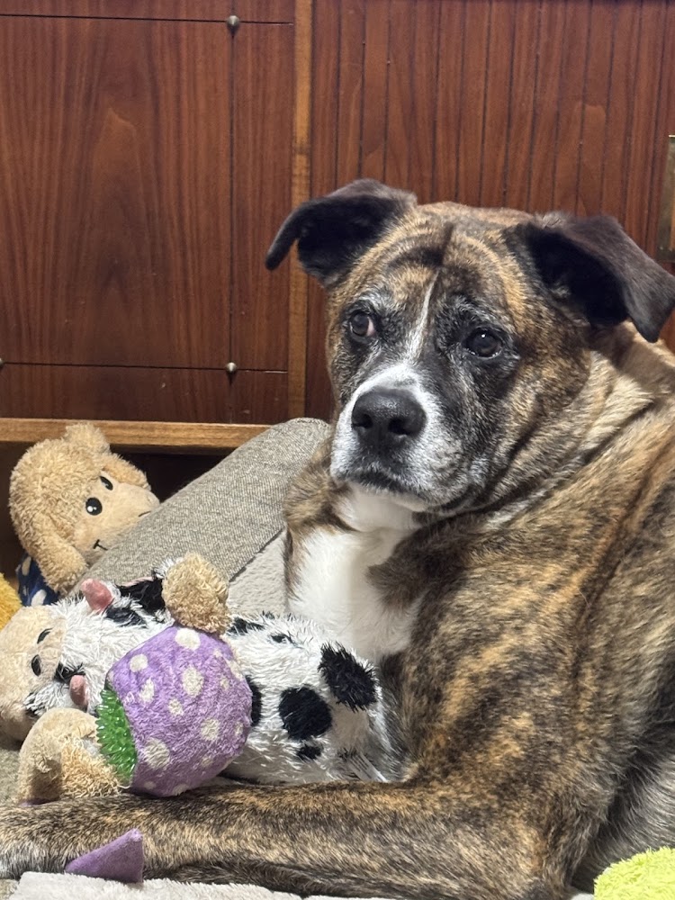 Heartstrings Pet Hospice, In-Home Euthanasia & Aftercare - Denver