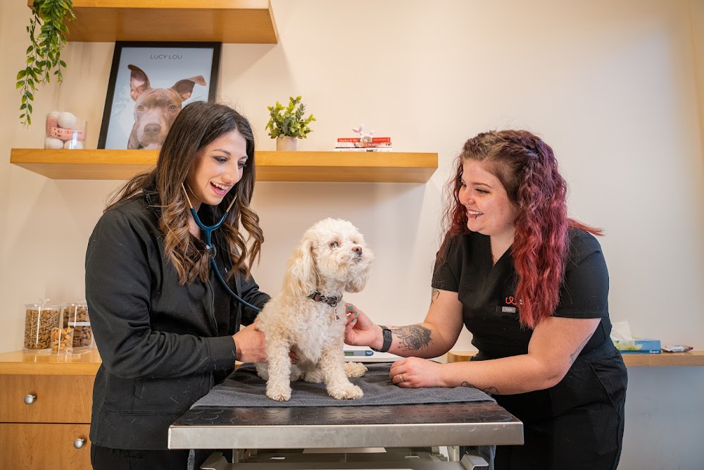 Sploot Veterinary Care - Belmar