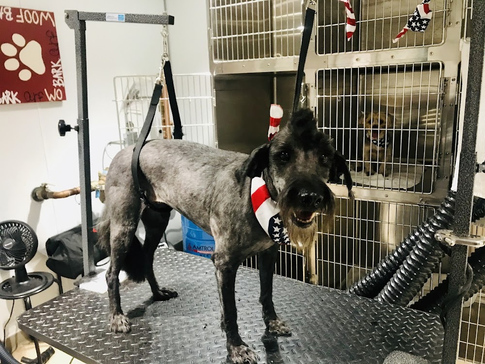 CityVet | Capitol Hill Veterinary Clinic & Urgent Care