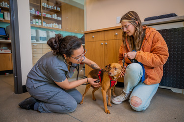 Sploot Veterinary Care - Platt Park