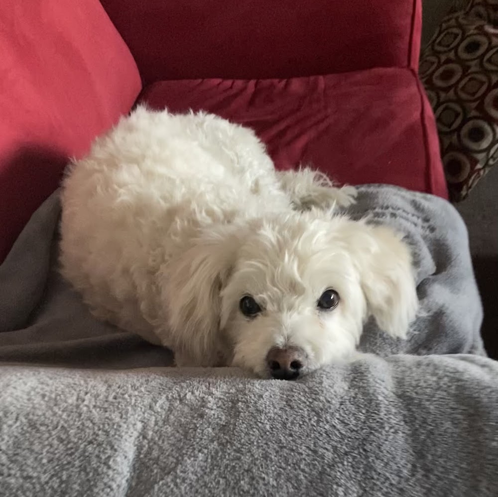 Companion Crossroads At Home Pet Euthanasia