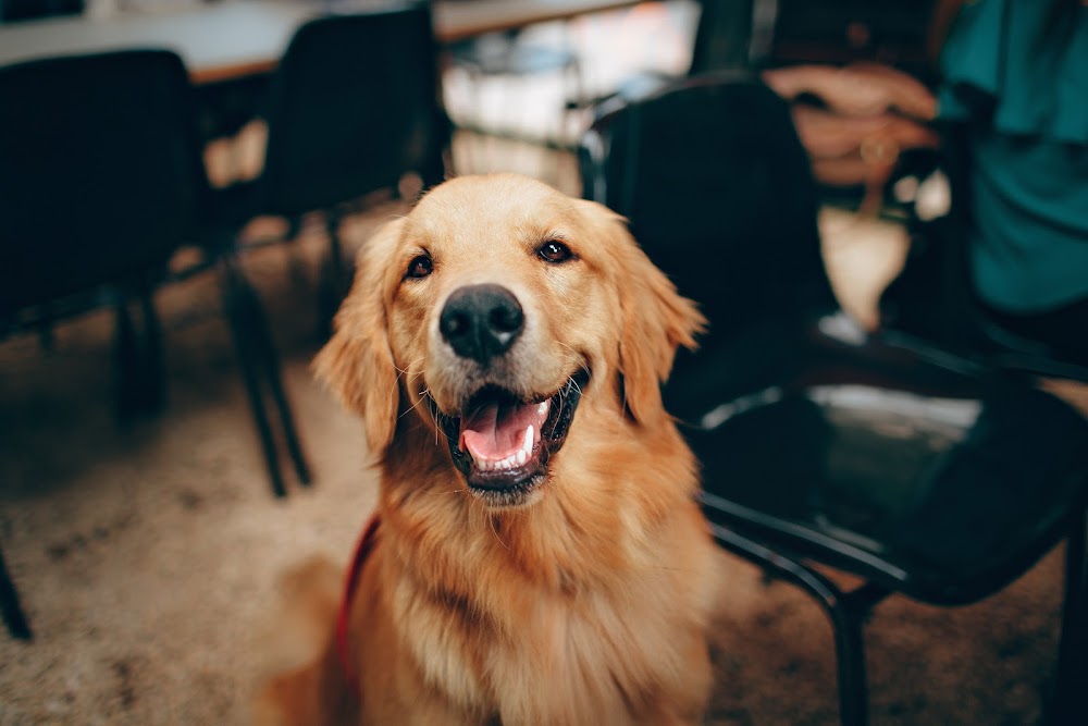 Bear Valley Veterinary Care Center