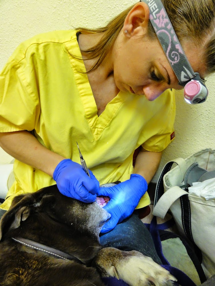 K-9 Smiles