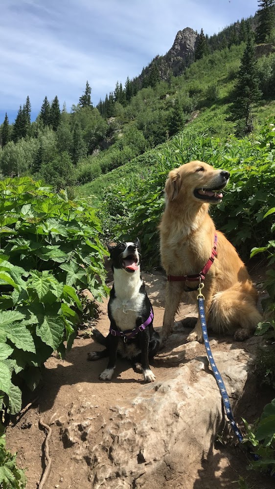 The Center for Animal Wellness